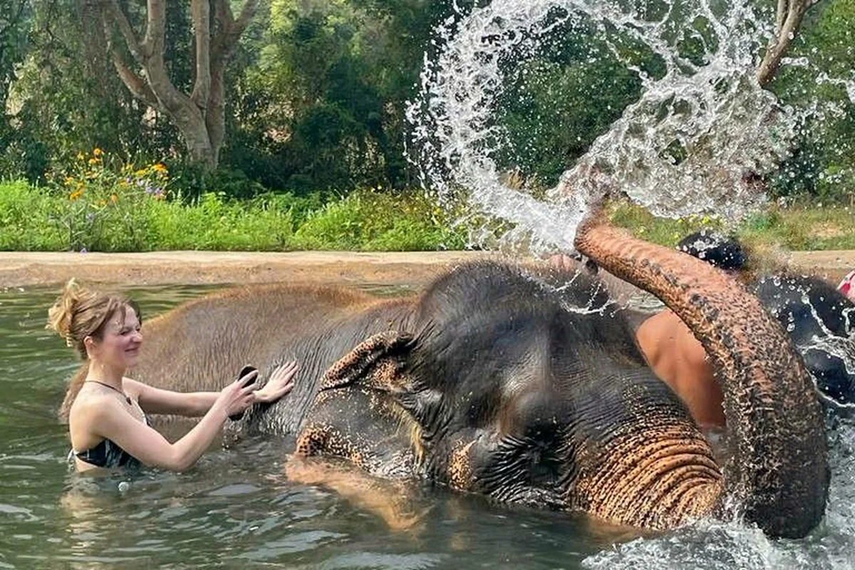 Sumatran elephants bathing in river at Tangkahan